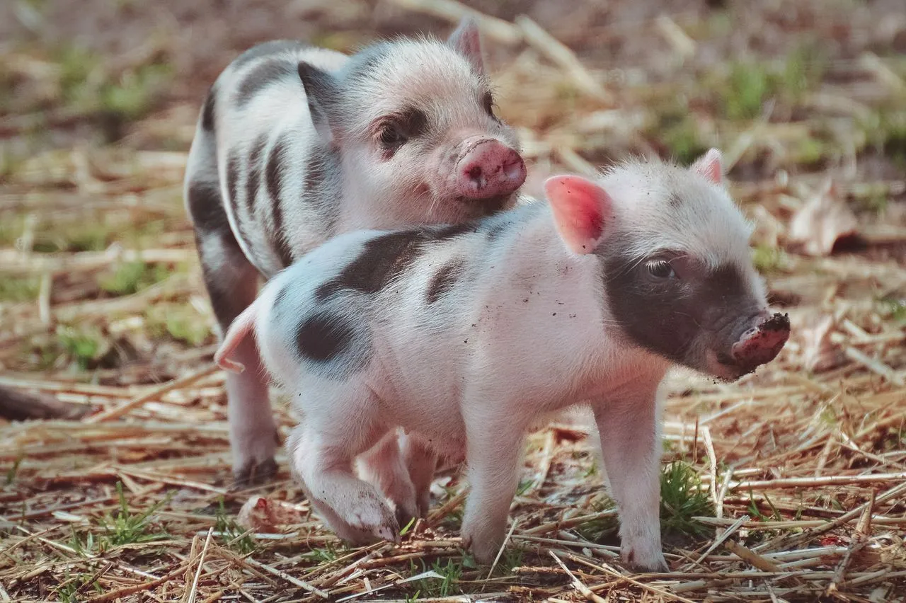 Two healthy spotted piglets on fresh straw